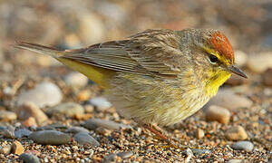 Palm Warbler