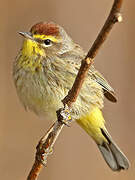 Palm Warbler