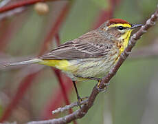 Palm Warbler