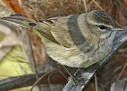 Palm Warbler