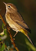 Palm Warbler