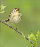 Palm Warbler