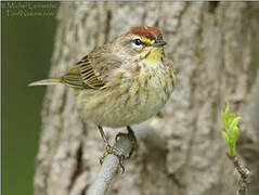 Palm Warbler