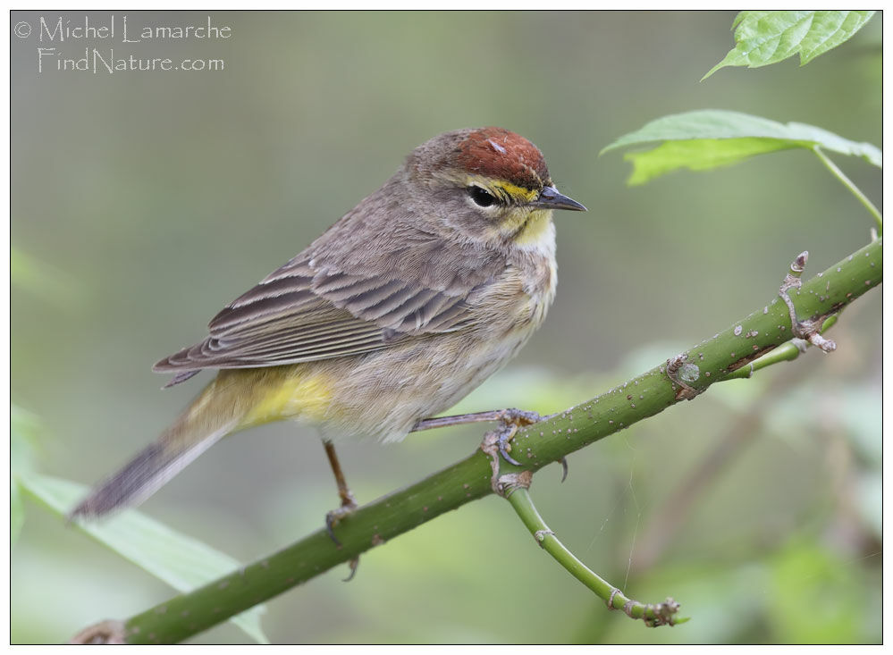 Palm Warbler