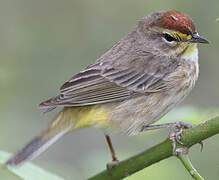 Palm Warbler