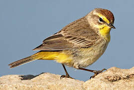 Palm Warbler