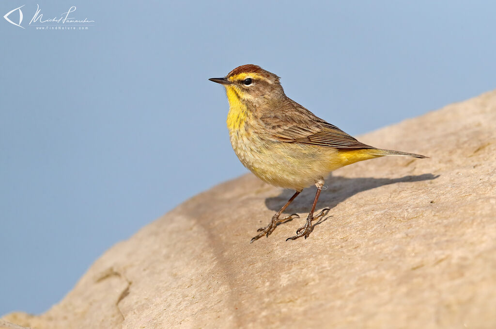 Palm Warbler