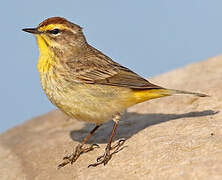 Palm Warbler