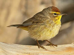 Palm Warbler