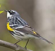 Myrtle Warbler