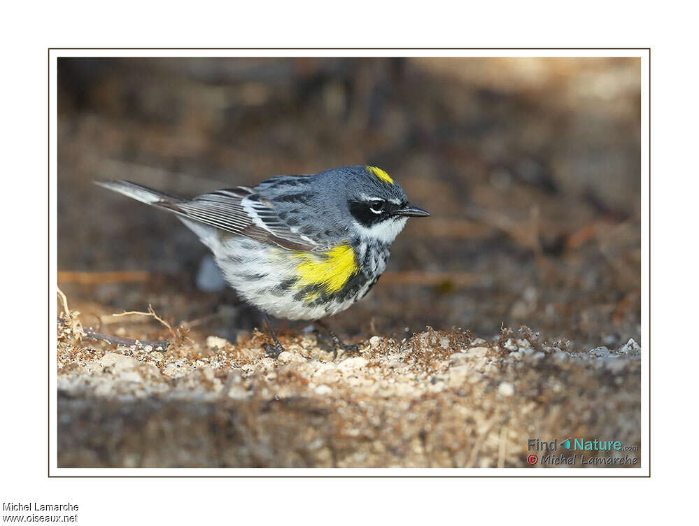 Myrtle Warbler male adult breeding, identification