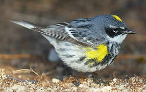 Myrtle Warbler