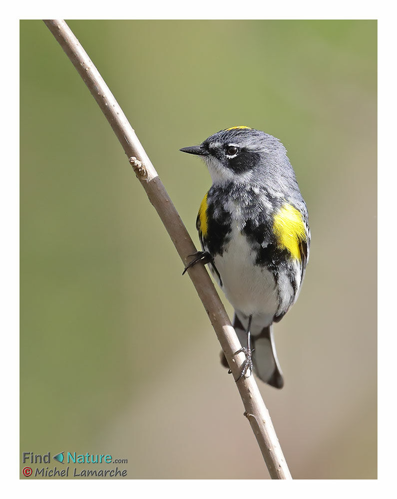 Myrtle Warbler male adult breeding