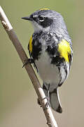 Myrtle Warbler