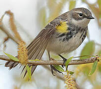 Myrtle Warbler