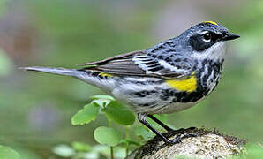 Myrtle Warbler