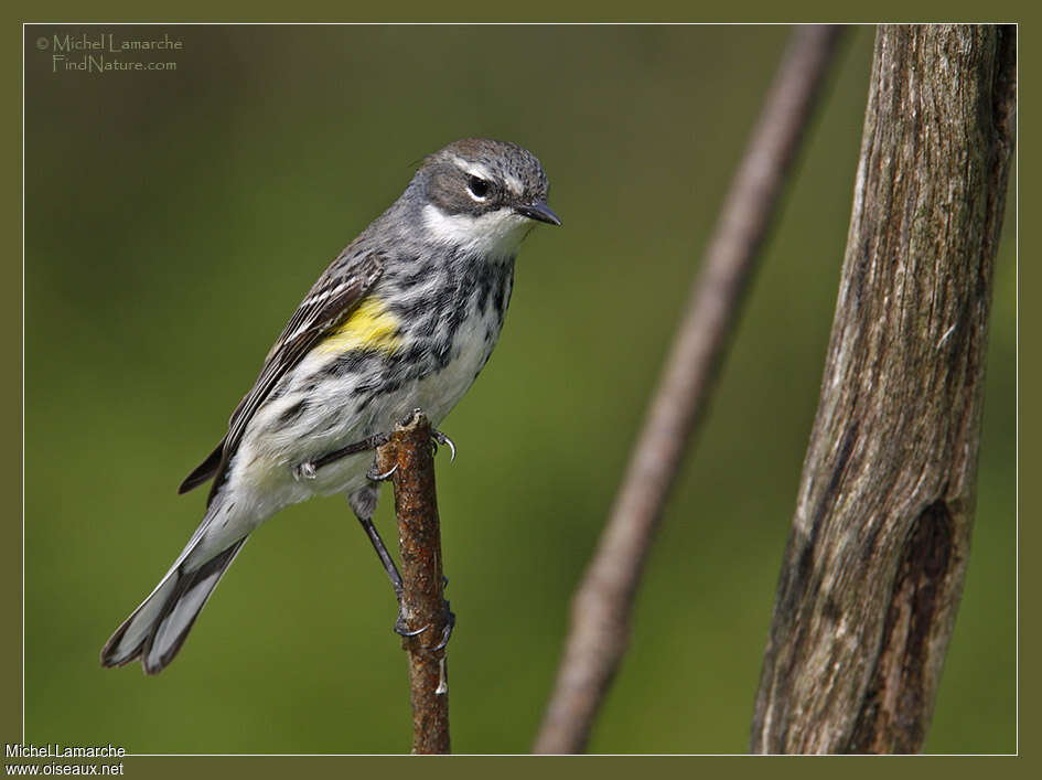 Myrtle Warbler female adult breeding, identification