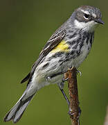 Myrtle Warbler