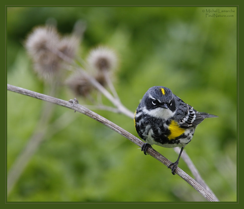 Paruline à croupion jaune mâle adulte