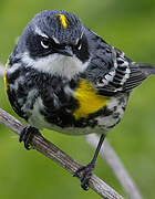 Myrtle Warbler