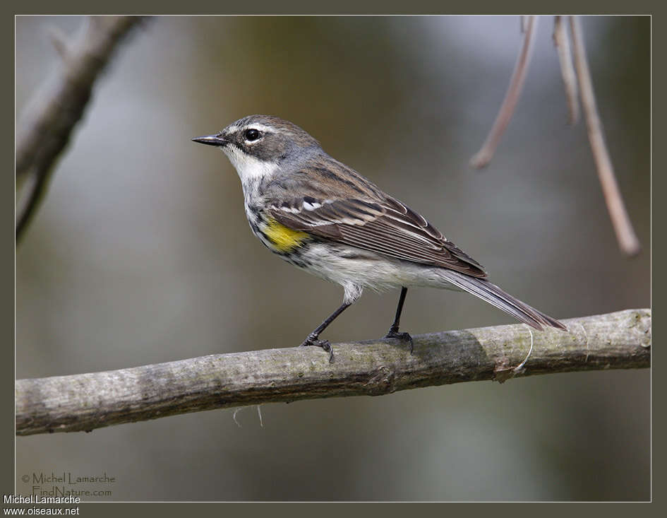 Paruline à croupion jaune femelle adulte nuptial, identification