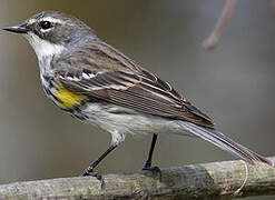 Myrtle Warbler