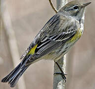 Myrtle Warbler