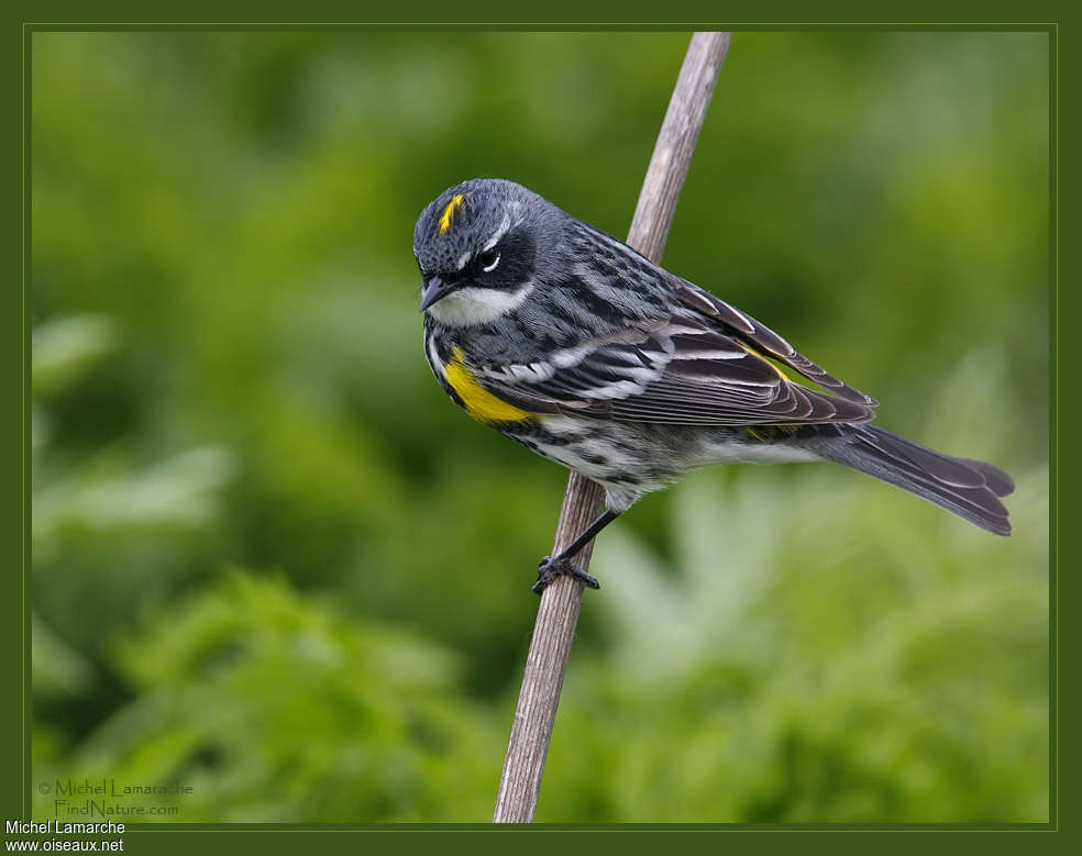 Myrtle Warbler male adult breeding, identification