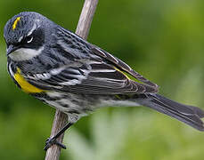 Myrtle Warbler