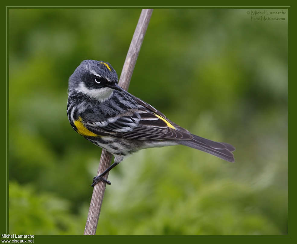 Myrtle Warbler male adult breeding, identification