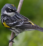 Myrtle Warbler