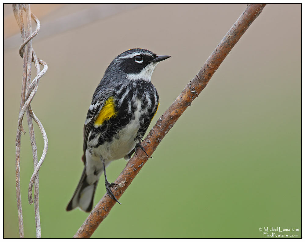 Myrtle Warbler male adult breeding