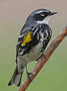 Myrtle Warbler