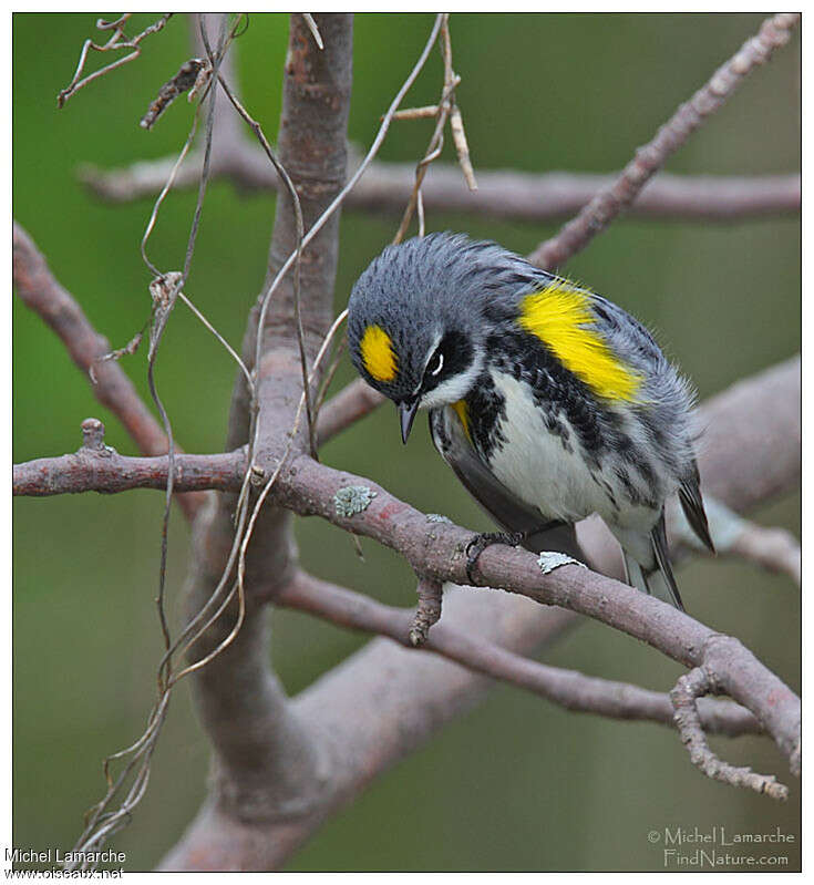 Myrtle Warbler male adult breeding, close-up portrait