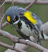 Myrtle Warbler