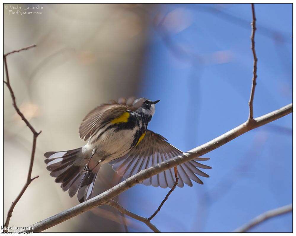 Myrtle Warbler male adult, pigmentation, Flight