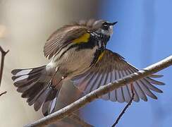 Myrtle Warbler