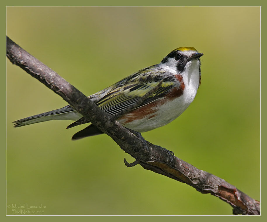 Paruline à flancs marron mâle adulte nuptial