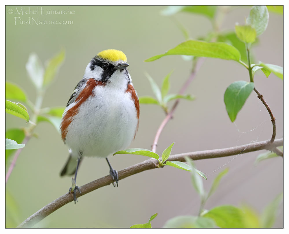 Chestnut-sided Warbler