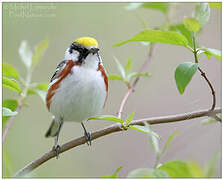 Chestnut-sided Warbler