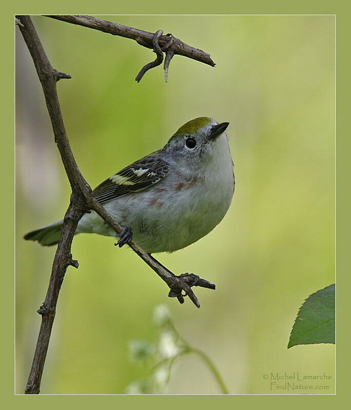 Chestnut-sided Warbler female