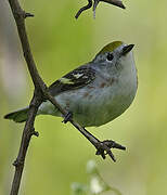 Chestnut-sided Warbler