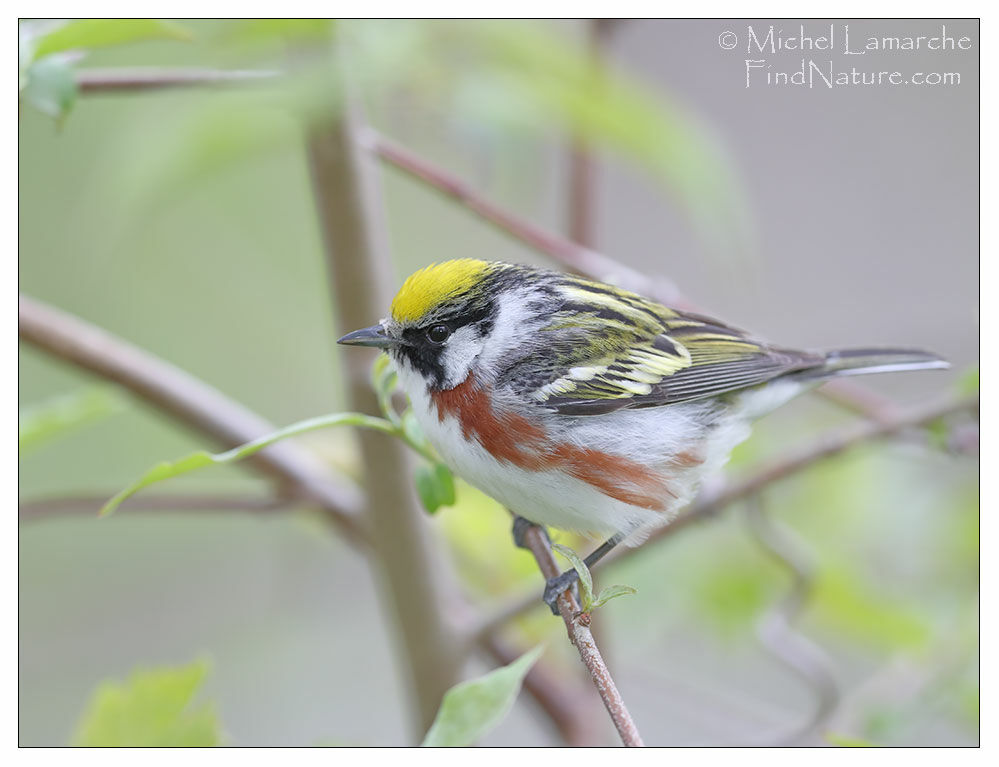 Chestnut-sided Warbler