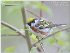 Chestnut-sided Warbler