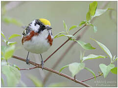 Chestnut-sided Warbler