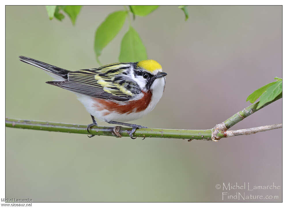 Chestnut-sided Warbler male adult, identification