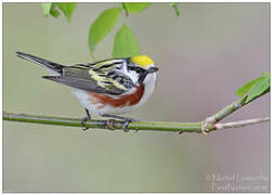 Chestnut-sided Warbler