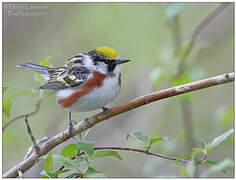 Chestnut-sided Warbler