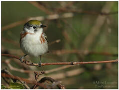 Chestnut-sided Warbler