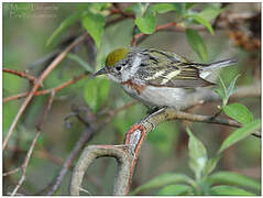 Chestnut-sided Warbler